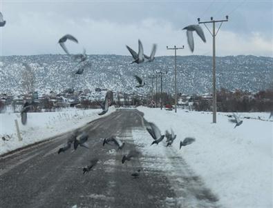 Beyşehir’de Aç Kalan Kuş Sürüleri Yollara İndi