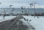 KUŞ SÜRÜSÜ - Beyşehir’de Aç Kalan Kuş Sürüleri Yollara İndi