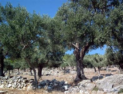 Yaban Domuzları Zeytinliklere Zarar Veriyor