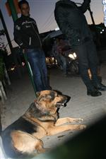 KERVANSARAY - 'Çapkın” Köpeğe  Araba Çarptı