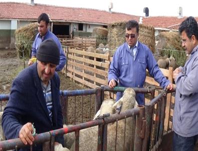 Damızlık Koç ve Teke Desteğinden İlk Yararlanan İl Aksaray Oldu