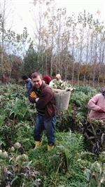 Enginarda Son Kesim Yapıldı