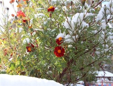Oltu’da Kar Sürprizi