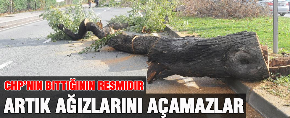 Hüseyin Gülerce ağaç katliamına tepki gösterdi