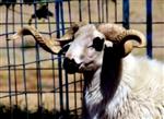Çine’nin Karya İrkı Koyunu Tescillendi