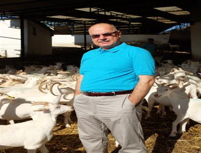 Türkiye'de Keçi Sütüne İlgi Giderek Artıyor