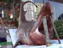 KÖPEKBALIĞI - Görenlerin ağzı açık kaldı!