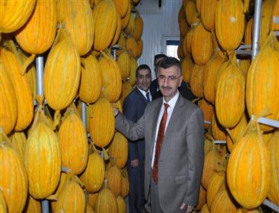 Vali Bektaş, Kırkağaç’ta Kavun Depolarını İnceledi