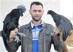 TEOMAN - (özel Haber) 15 Bin Dolarlık Horoz ve Tavuk