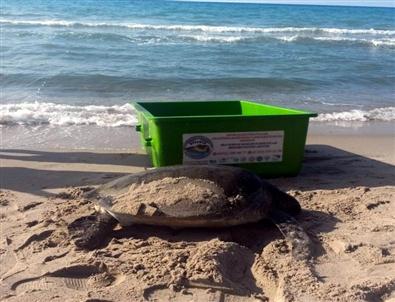 ‘dilek’ Emin Ellerde