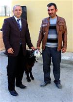 ZEKI ARSLAN - Üreticiye 95 Kıl Keçisi Dağıtıldı