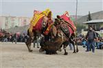 HASAN ARSLAN - Çiğli Deve Güreşleriyle Şenlenecek