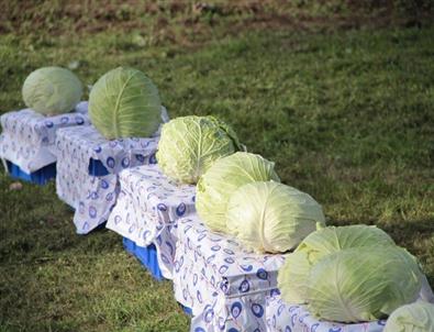 80 Milli Yeni Lahana Çeşidi Geliştirildi