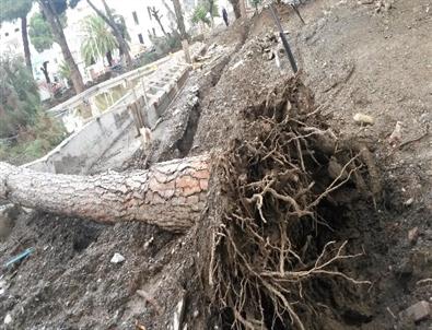 İzmir Büyükşehir’den 'ağaçlar Kesiliyor'İddialarına Cevap
