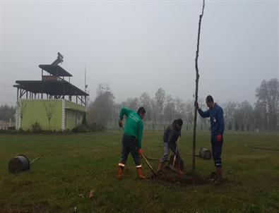 Kartepe Belediyesi 55 Çınar Dikti