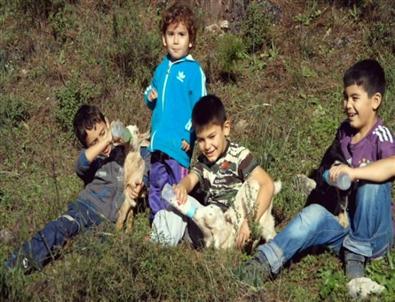 Marmaris’te 'mantıs'Cinsi Keçi Dördüz Doğurdu