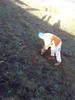 Yanan Çamların Yerine Yenisini Dikildi