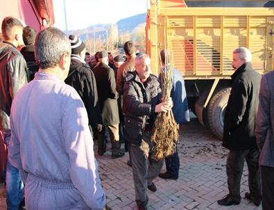 Sivrice’de Ücretsiz Ceviz Fidanı Dağıtımı