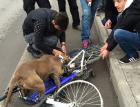 PİTBULL - Pitbull bisikleti böyle parçaladı