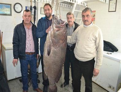Saros'ta 66,5 Kiloluk Dev Lağos Balığı