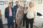 BALIK PAZARI - Saros'ta 66,5 Kiloluk Dev Lağos Balığı