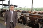 BESİ ÇİFTLİĞİ - Hayvancılık Sektörünün Türkiye İkincisi Adana'da