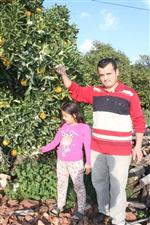 BAHAR HAVASI - Antalya’da Portakal Ağaçları Çiçek Açtı