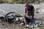 HAYVAN SEVERLER - Konya’da Köpek Katliamı