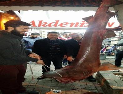 Alanya'da Dev Köpek Balığı Yakalandı
