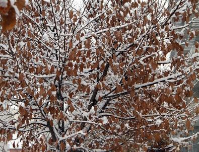 Ardahan'da Sibirya Soğukları