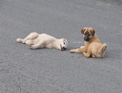 Yavru Köpek, Yaralı Köpeğin Başından Ayrılmadı