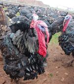 Adıyaman’da, Yılbaşı Öncesi Canlılığı Başladı