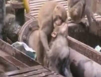 Maymundan 'İnsanlık' dersi