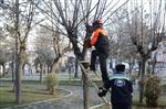 Odunpazarı'nda Ağaçlara Bakım