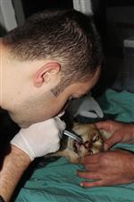 (özel Haber) Bataklık Vaşağını Kurtarma Operasyonu