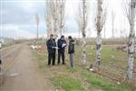 Bolvadin Belediyesinden 'Kavak Ağacı Kesimi” Uyarısı