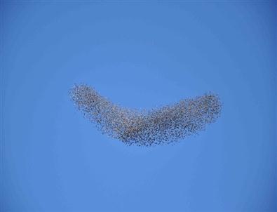 Kuşların Gökyüzündeki Dansı Büyüledi