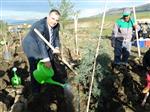 SAKÇAGÖZÜ - Thy Atmalı Köyüne 25 Bin Fidan Dikti