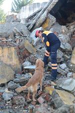 KENT ORMANI - Sokaklardan Kurtulup Arama-kurtarma Köpeği Oldular