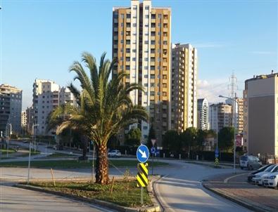 Nilüfer’de Palmiyeler Yeni Yerinde