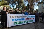 ÇAM AĞACI - Yalova'da Yeni Bir Ağaç Katliamına Tepki