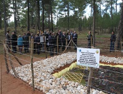 Bal Orman Alanları Genişliyor