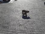 Kedi İle Köpeğin Dostluğu Görenleri Şaşırttı