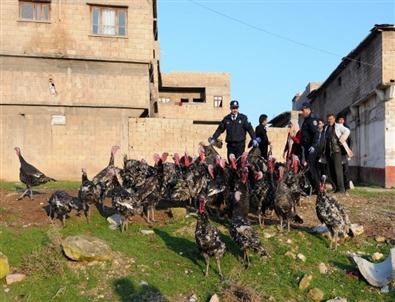 Yılbaşı Hindileri Sağlık Kontrolünden Geçti