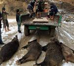 YABAN DOMUZU - Köylüler Domuzlara Karşı Önlemi Kendileri Aldı