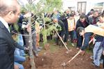 MEHMET AKYÜREK - Viranşehir’de Akyürek Tema Vakfı İle Ağaç Dikti