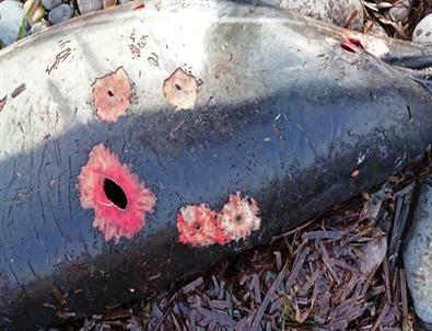 Yunusu Hedef Tahtası Yaptılar