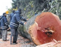 VEFA SALMAN - Asırlık ağaçların kesilmesi hapislik cezayı gerektirir