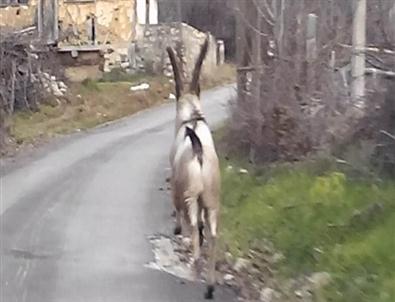 Yabani Dağ Keçisi Köy Merkezine İndi