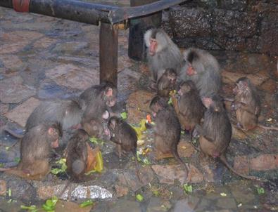 Hayvanlara Yılbaşı Hediyesi Verdiler